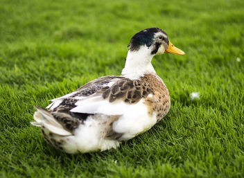 Duck - Kostenloses image #295043